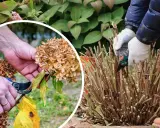 Przycinanie hortensji na zimę: ręce w rękawiczkach przycinają suche kwiatostany i pędy, przygotowując krzew do mrozów.