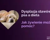 Labrador odpoczywa, gdy tekst informuje o dysplazji u psa i wpływie diety na jego zdrowie.