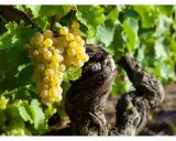 Grappes de raisins blancs mûrs sur une vigne ancienne, promesse d'un champagne grand cru d'exception.