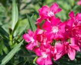 Piękne, jaskrawo różowe kwiaty oleandra. Warto pamiętać, czy oleander jest trujący, bo jego piękno skrywa niebezpieczeństwo.