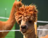 Alpaca con folta criniera in una masseria con animali in Puglia.