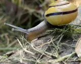 Escargot jaune à rayures noires, rampant sur une branche. Une image macro pour comprendre comment se débarrasser des escargots.