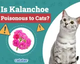 Un chat gris tigré regarde vers le haut, à côté d'une image de kalanchoe rose et d'un avertissement sur la toxicité pour les chats.