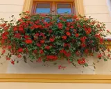 Obficie kwitnące czerwone pelargonie na parapecie okna. Warto wiedzieć, jak przezimować pelargonie, by cieszyć się nimi w kolejnym roku.