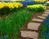Kamienne płyty tworzą ścieżkę w ogrodzie, otoczoną przez kwitnące żonkile i muscari. Idealne, by zastanowić się, z czego zrobić ścieżkę w ogrodzie.