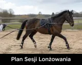Trenerka lonżuje konia w czambonie na piaskowej ujeżdżalni. Koń ma na sobie siodło i ogłowie.