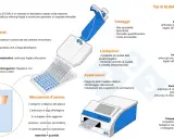 Schema del metodo ELISA: illustra componenti, vantaggi, limitazioni, applicazioni e tipi di test immunoenzimatico.