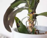 Orchideen krankheiten zeigen sich als schwarze Flecken auf den Blättern und braune, vertrocknete Stängel.