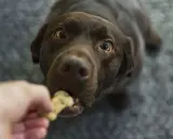 Un chien brun savoure une friandise, un moment qui pourrait faire l'objet d'un avis vétérinaire sur son alimentation.