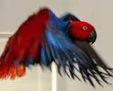 Un pappagallo eclettico, con piumaggio rosso e blu vibrante, vola con le ali spiegate. I suoi colori ricordano i petali dell'ipomoea purpurea.