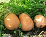 Trois courges orangées, ressemblant à des sucrines de Berry, poussent dans l'herbe verte et les feuilles sèches.