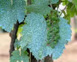 Feuilles de vigne couvertes de bouillie bordelaise, avec une grappe de raisins verts.