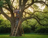 Un élagueur sur une échelle taille un grand arbre. Il montre comment élaguer un arbre pour une meilleure santé et forme.