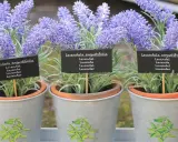 Drei Töpfe mit blühendem Lavendel, die für ein gemütliches Ambiente in der Wohnung sorgen. Die kleinen Schilder zeigen "Lavandula angustifolia".