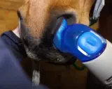 Pferd mit Atemnot: Ein Gerät wird an die Nüstern gehalten, um Symptome zu behandeln.