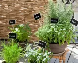 Un balcon fleuri de plantes aromatiques : ciboulette, persil, thym, romarin et sauge. Un petit coin de nature pour cuisiner.