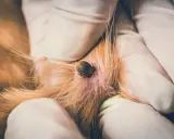 Gros plan d'une tique sur la peau d'un chien, retirée par des mains gantées.