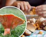 Perfekcyjne czyszczenie rydzów: Koniec z piaskiem! Poradnik