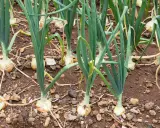 Gros plan sur une plantation d'oignons, les bulbes blancs et les tiges vertes se dressent dans la terre brune.