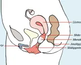 Illustration visar hur en menskopp placeras i slidan för att samla upp mensblod.