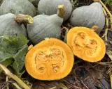 Courges bleues, dont une coupée en deux révélant sa chair orangée. Un ballet de saveurs d'automne.