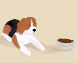 Beagle leży obok miski z jedzeniem, ale pies nie chce jeść.
