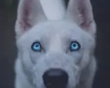 Un chien aux yeux bleus perçants, dont le regard semble porter le poids d'une ancienne maladie.