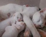 Śpiąca mama kotka z kilkoma maleńkimi kociętami przytulonymi do jej brzucha. Widać, że kotka jest w ciąży, bo jej brzuch jest zaokrąglony.