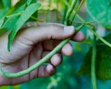 A hand gently holds a long, slender green bean, freshly picked from the plant.