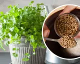 Kolendra przyprawa do czego? Świeże liście i nasiona kolendry dodadzą aromatu potrawom.