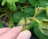 A hand points to developing strawberry flowers, some showing damage from a strawberry weevil.