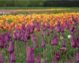 Fioletowe tulipany w ogrodzie, na tle rzędów żółtych i pomarańczowych kwiatów.