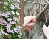 Piękna powojowa z różowymi kwiatami obok dłoni przycinającej pędy. Wiosenne cięcie clematis to klucz do obfitego kwitnienia.