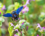 Une abeille charpentière aux ailes bleues métalliques butine une petite fleur rose et verte.