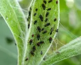 Une invasion de pucerons sur une feuille verte. On cherche un remède de grand-mère pour tuer les pucerons avant qu'ils ne ravagent tout.