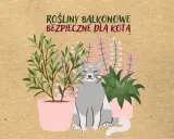 Uśmiechnięty kotek wśród roślin balkonowych bezpiecznych dla kota. Zielone i różowe kwiaty w doniczkach.