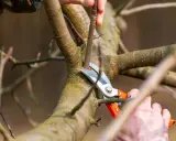 Hände schneiden mit einer Gartenschere einen Ast eines Apfelbaums. Der Sommerschnitt fördert das Wachstum gesunder Früchte.