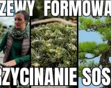 Jak przycinać sosnę? Poradnik krok po kroku do pięknego drzewa