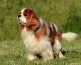 Uroczy spaniel king, o rudych i białych łapkach, stoi na zielonej trawie, wyglądając z godnością.