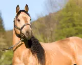 Ein brauner Quarter Horse mit schwarzer Mähne und Halfter. Sein Gewicht ist typisch für die Rasse.