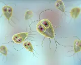 Widok mikroskopowy pasożytów Giardia, które mogą powodować lambliozę u psów i ludzi.