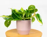 Philodendron hederaceum w różowej doniczce z ozdobnym wzorem, na drewnianym stoliku.