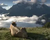 Una mucca riposa su un prato verde, contemplando un panorama mozzafiato di **alta montagna** con cime innevate e un mare di nuvole.
