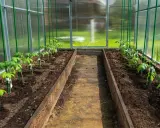 Jeunes plants de tomates alignés dans une serre, avec un espacement des pieds de tomates optimal pour leur croissance.