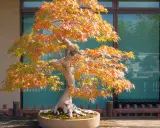 Magnifique arbre japonais en automne, ses feuilles aux teintes orangées et rouges illuminent le paysage.