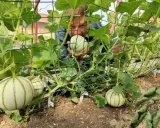 Un homme examine des melons en train de pousser sur des treillages. Il est temps de planter des melons pour la récolte d'été.