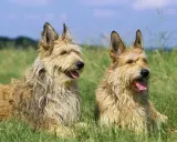 Deux gros chiens de berger au poil hirsute, assis dans l'herbe verte sous un ciel bleu.