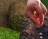Préparation du sol et semis de graines pour apprendre comment planter du gazon. Un rouleau de gazon est prêt à être posé, tandis qu'une main sème des graines.