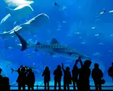 Największe oceanarium w Krakowie? Rozwiewamy mit i wskazujemy gigantów