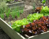 Un potager en carrés avec des oignons verts et des laitues rouges et vertes. Idéal pour faire son potager et manger frais.